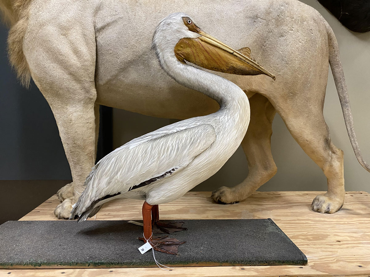 Artifact conservation Water damage  Art restoration Buffalo  Taxidermy Fish taxidermy Shoulder mounts restoration Deer, elk, moose taxidermy repair Bird mounts Specialty contents restoration Chicago Museum items Burpee museum of natural history