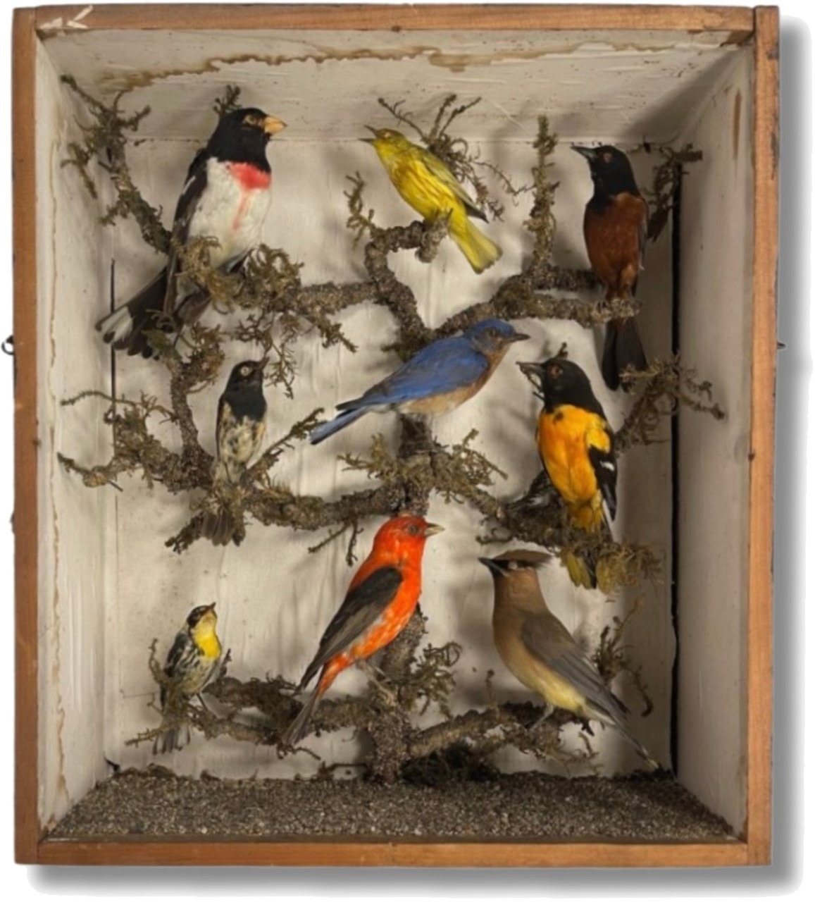 Victorian-era taxidermy aviary shadowbox in carved walnut frame with gilt liner, before conservation, showing worn finish and aged glass.