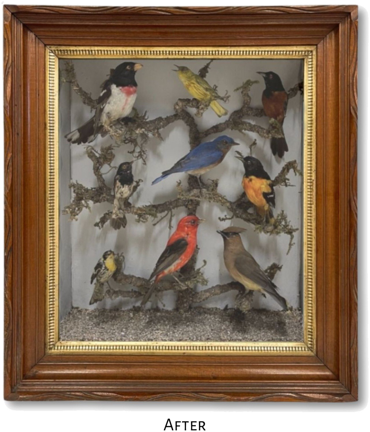 Victorian-era taxidermy aviary shadowbox in restored carved walnut frame with stabilized gilt liner, after conservation treatment by Artifact Services Chicago