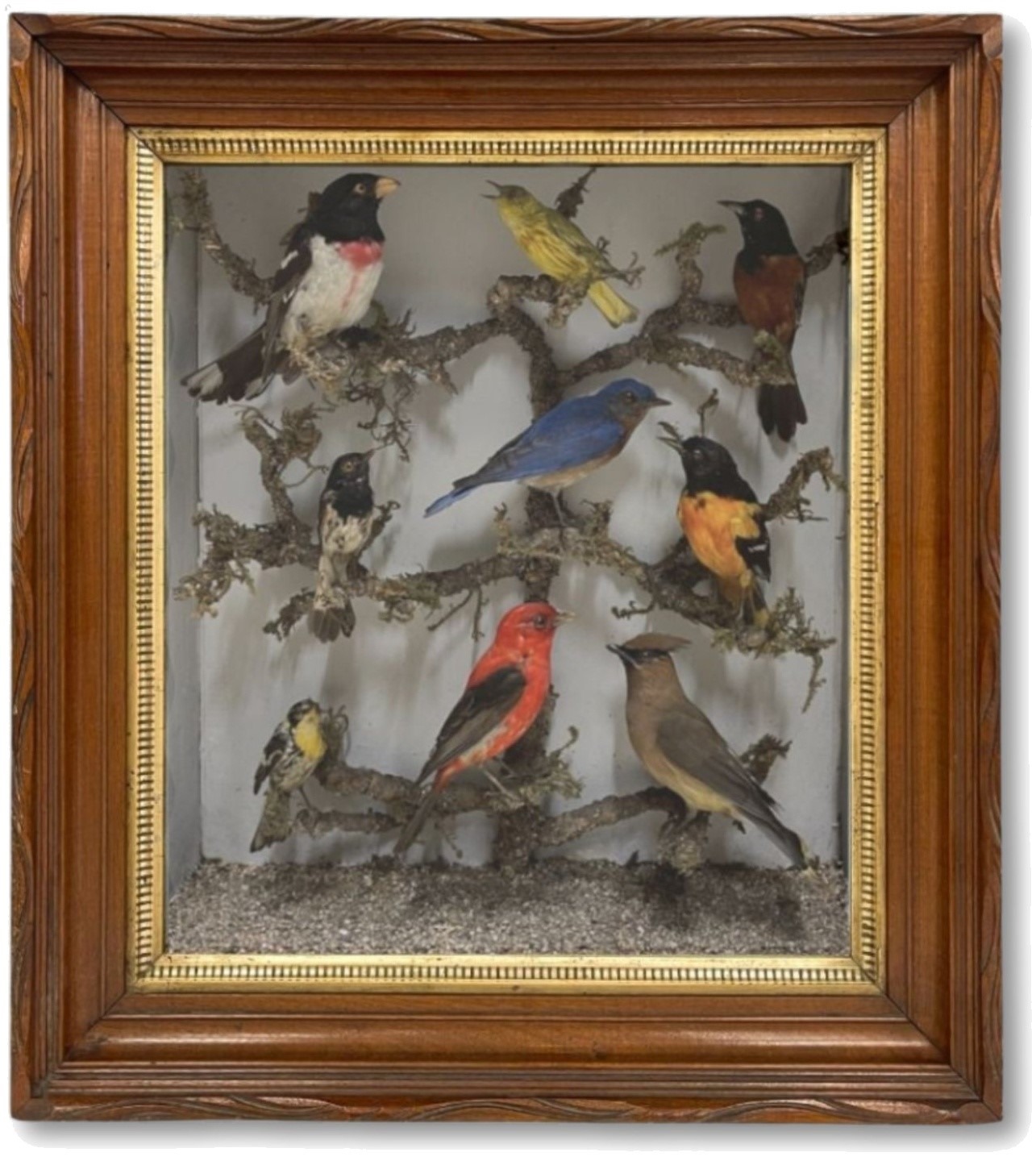 Victorian-era taxidermy aviary shadowbox in restored carved walnut frame with stabilized gilt liner, after conservation treatment by Artifact Services Chicago