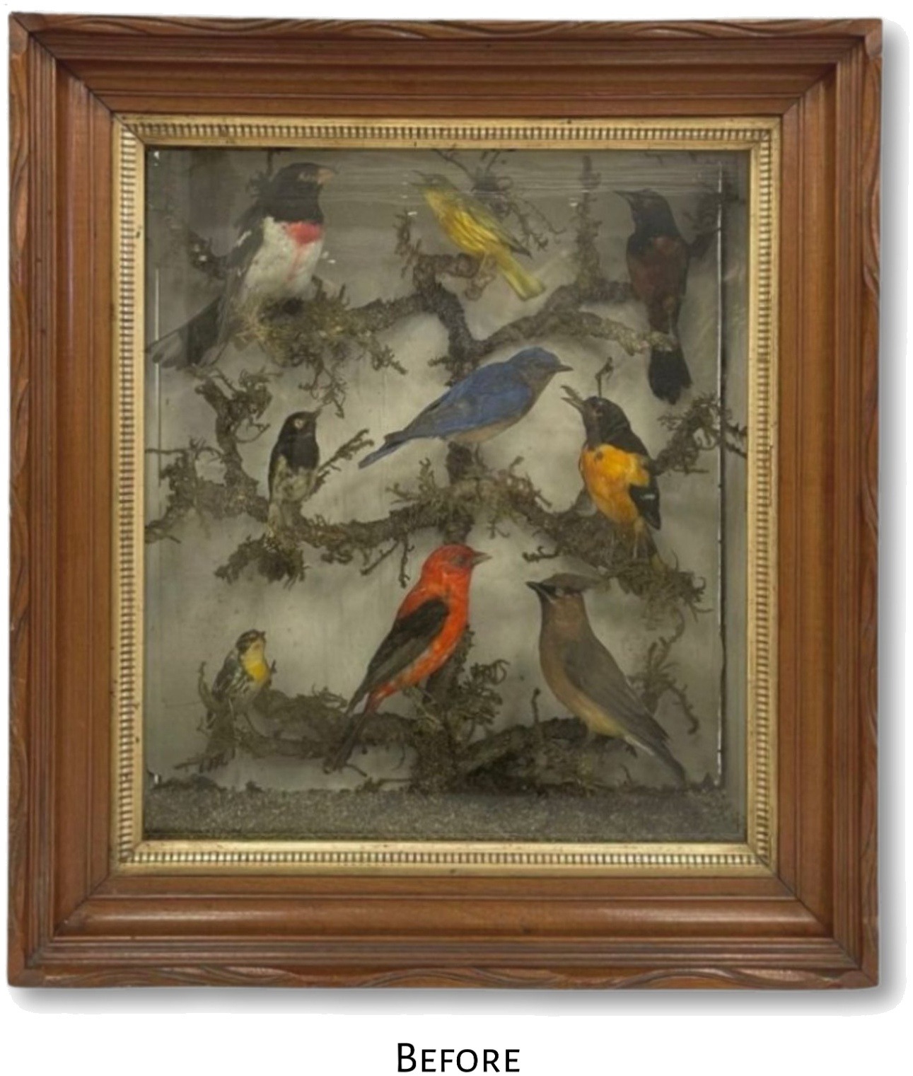 Victorian-era taxidermy aviary shadowbox before conservation, labeled, showing worn carved walnut frame and aged glazing.