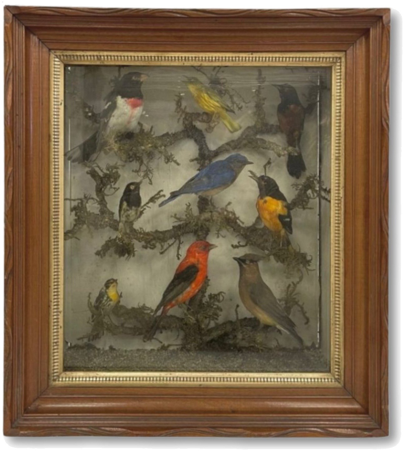 Victorian-era taxidermy aviary shadowbox in carved walnut frame with gilt liner, before conservation, showing worn finish and aged glass