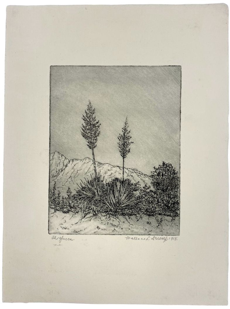 The Yucca etching by Wallace DeWolf after paper conservation treatment, water staining and discoloration reduced