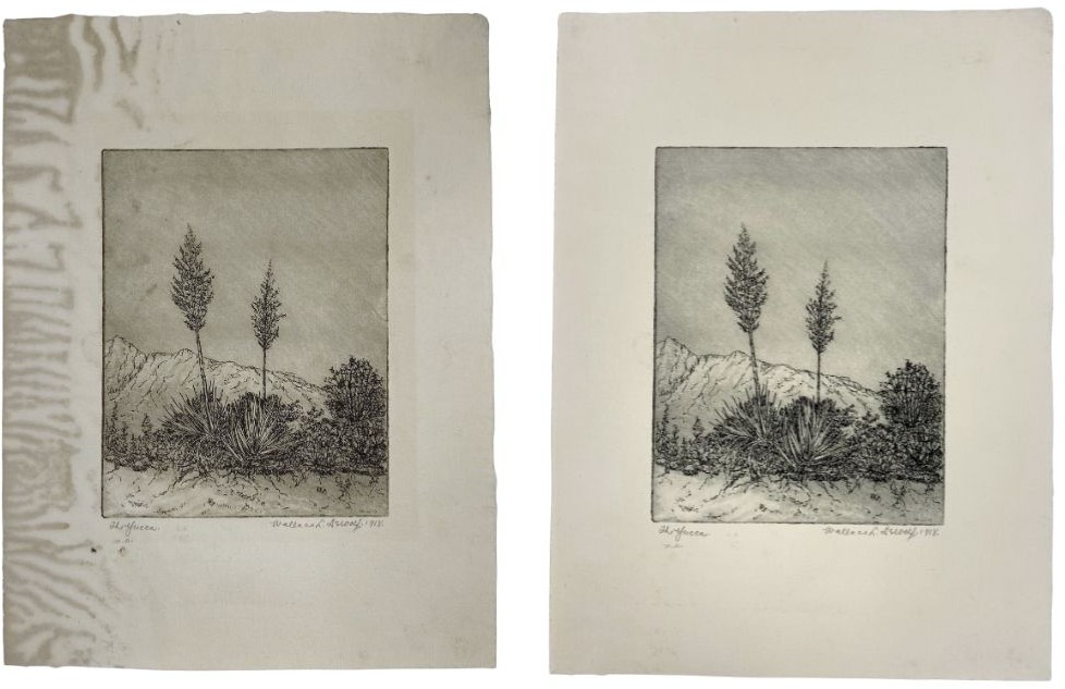 Side-by-side comparison of The Yucca etching by Wallace DeWolf before and after paper conservation treatment