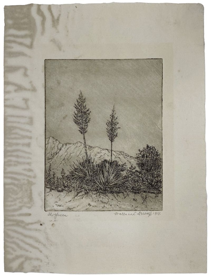 The Yucca etching by Wallace DeWolf showing water staining and discoloration before paper conservation treatment